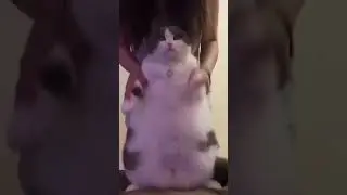 let's chonky dance 🤣🤣🤣🤣😂😂😂