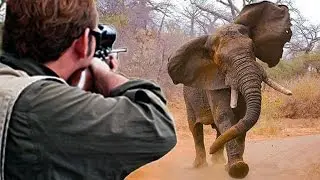 Herd Of Elephants Trample A Poacher To Death