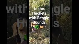 In the Thickets with Beagle Hounds 🌿🐕 #howtotrackarabbit #puppy #hunting