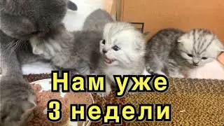 3 weeks old Scottish Fold and Straight Kittens / Нам уже 3 недели