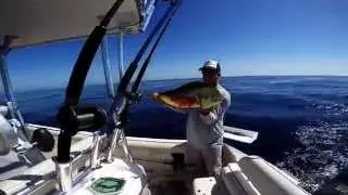 Catalina dodo - Dorado