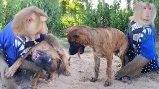 SokYaa Animal Become Puppy Family's Personal Caregivers - Most Beautiful Cross Species Love