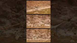 Кулик перевозчик | Common sandpiper