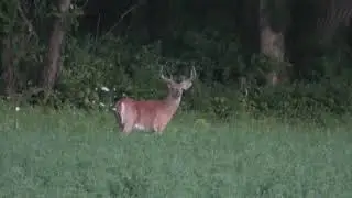 2025 Wisconsin Summer Scouting - GIANT Bucks!