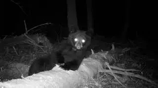 Bear cub and mossy log, Whately, MA