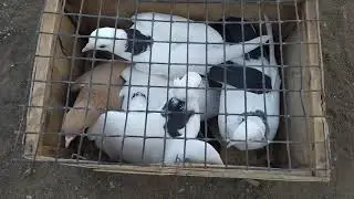 Голуби и Вороны.Flying doves among a flock of crows.