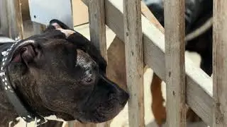 Pitbulls are so cute and sweet