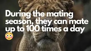 7 strange and interesting facts about tigers