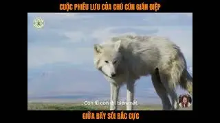 Cuộc phi&ecirc;u lưu của ch&uacute; ch&oacute; con gi&aacute;n điệp #khampha #thuvi #thhegioidongvat #trending #viral