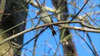 Empidonax sp.