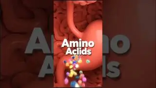 How Protein Boosts Immunity | 3D Digestive Animation System