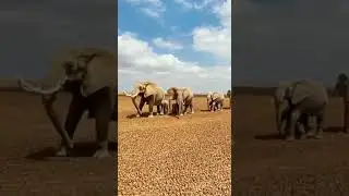 Elephant | Elephant Group | Best Video