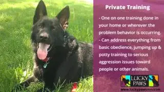 Dog Training Minneapolis - Lucky Paws Dog Training