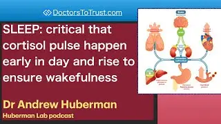 ANDREW HUBERMAN 1 | SLEEP: critical: cortisol pulse happen early in day & rise to ensure wakefulness