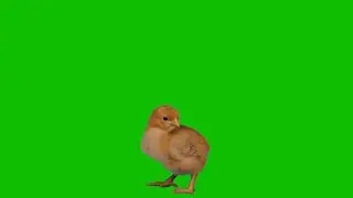 Chick green screen   YouTube