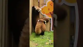 Awwww so cute red panda #redpanda #cute #animalphotos