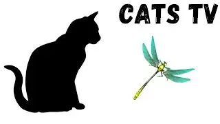 CAT GAMES - DRAGONFLY GAME (FOR CATS ONLY)