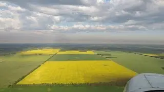 The Yellow Fields of Alberta