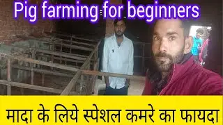 मादा के लिए स्पेशल कमरे का फायदा। Pig farm shed design । Pig farming for beginners । Pig delivery ।