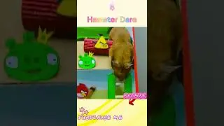 🐹 Hamster Obstacle Course 6 levels maze Game Angry Birds in Hamster Dare #hamsters #hamsterescape