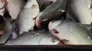 Giant katla & Other fish !! Wholesale fish market !!