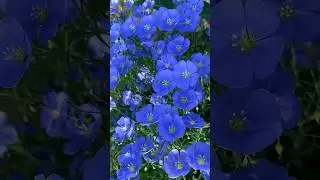 Blue flax linum flowers#shorts#trending
