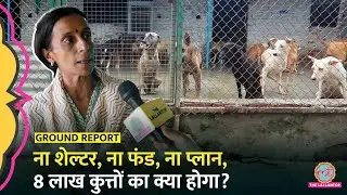Delhi Stray Dogs Case में Supreme Court के आदेश पर Dog Shelter चलाने वालों ने क्या सच्चाई बताई?
