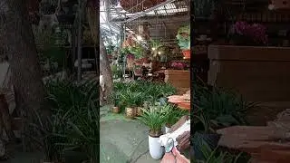 Chợ hoa vạn Ph&uacute;c H&agrave; Đ&ocirc;ng H&agrave; Nội