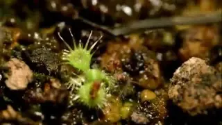 Drosera glanduligera