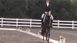 Inca Novice Pet Plan .wmv