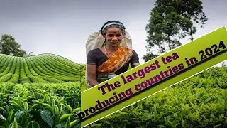 The largest tea producing countries in 2024#pendrive