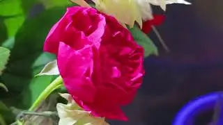 White Velvet Close-Up: Exploring the Beauty of Red Roses Macro Lens