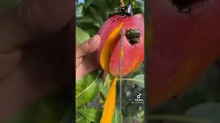 Omg 😳 Mango 🥭 Fruit Beetle 🐞 Real Food king 👑 TikTok #Shorts