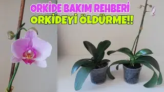 Yeni başlayanlar için orkide bakımı nasıl yapılır? Orkide ilk alındığında ne yapılmalı? 🀣🀣🀣