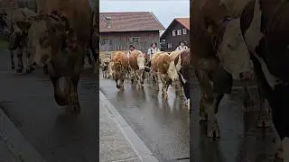 Viehscheid in Sch&ouml;llang 2025