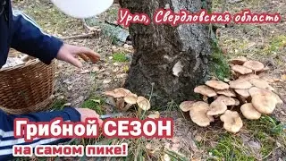 Как донести эти Грибы? Опята +ещё 10 видов грибов Названия в описании Уральский лес в конце Сентября