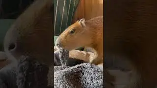 Pumpkin gets a new blankie!