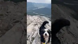 Nihahi Ridge #kananaskis #dog #hike #hiking #hikingadventures #trails #trailrunning #explore