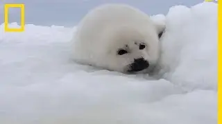 Un bébé phoque dans la neige