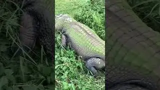 small to giant animal transformation