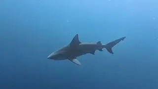 Shark Diving Jupiter FL