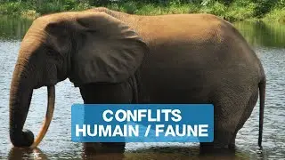 Capsule n&deg;2/5 : Conflit Humain Faune