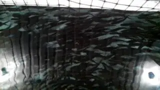 Lake Huron Fishing Club Kincardine Hatchery