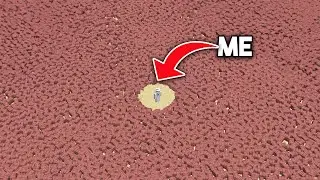 Can You Collect 100,000 Armadillos in 24 hours?