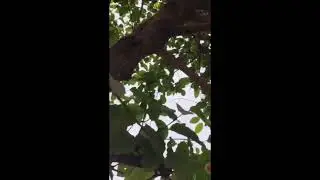Kadamba Tree Flowers 