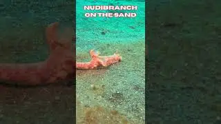 Nudibranch on the Sand!