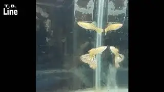 Tropical Barracks - Valencia Guppy & Betta fish show Day 1