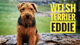 Welsh Terrier - January 14, 2021
