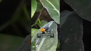 Baby Poison Dart Frog #fyp #youtubeshort #poisondartfrog