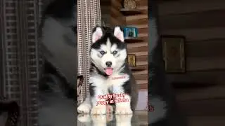 Husky puppy In Odisha.#odisha#husky#puppy#dog#wolf#sale#petshop#koraput#cuttack#sambalpuri#rourkela